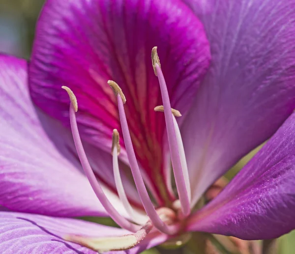 Nahaufnahme einer lila Geranienblüte im Ziergarten — Stockfoto