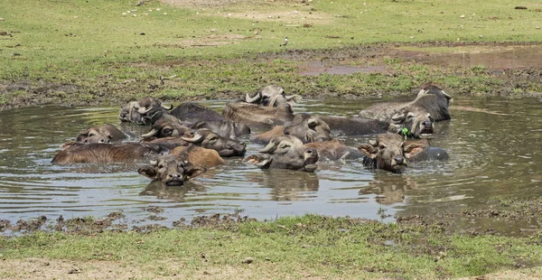 Kudde van waterbuffels gedomesticeerde dieren in water gat — Stockfoto