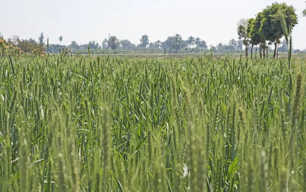 Field of wheat growing in rural farm meadow — Stock Photo, Image