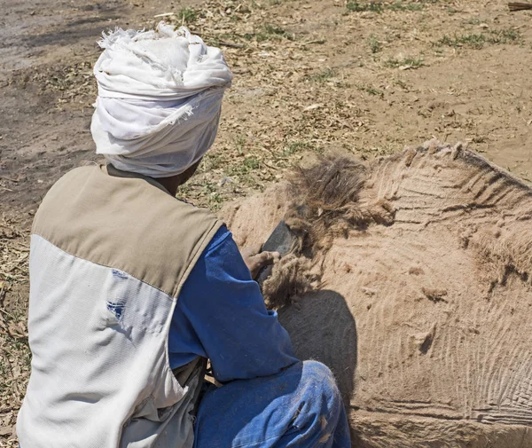 Tradicional homem beduíno africano tosquia um camelo domesitcated — Fotografia de Stock
