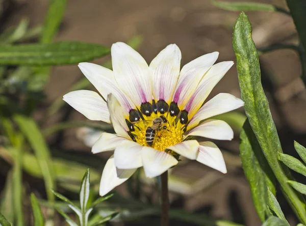 白いデイジーの花に花粉を集めるミツバチ — ストック写真