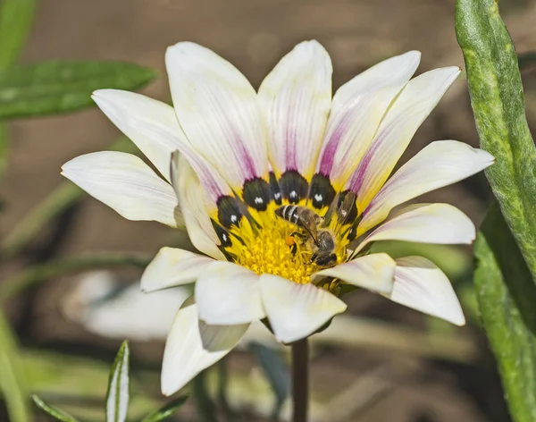 Abeja de miel recogiendo polen en una flor de margarita blanca —  Fotos de Stock