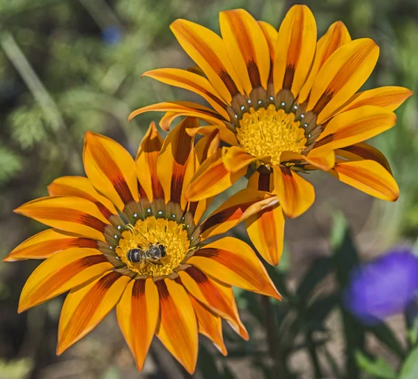 Abeja coleccionando polen en una flor de margarita amarilla —  Fotos de Stock