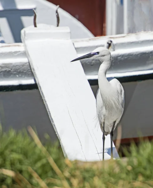 Little egret stood on gang plank of wooden boat — Stock Photo, Image