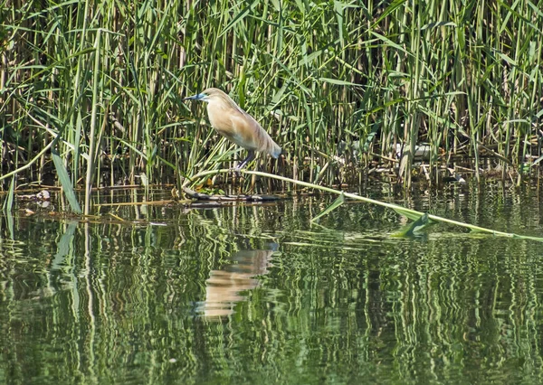 Volavka vlasatá posazený na trávě reed — Stock fotografie