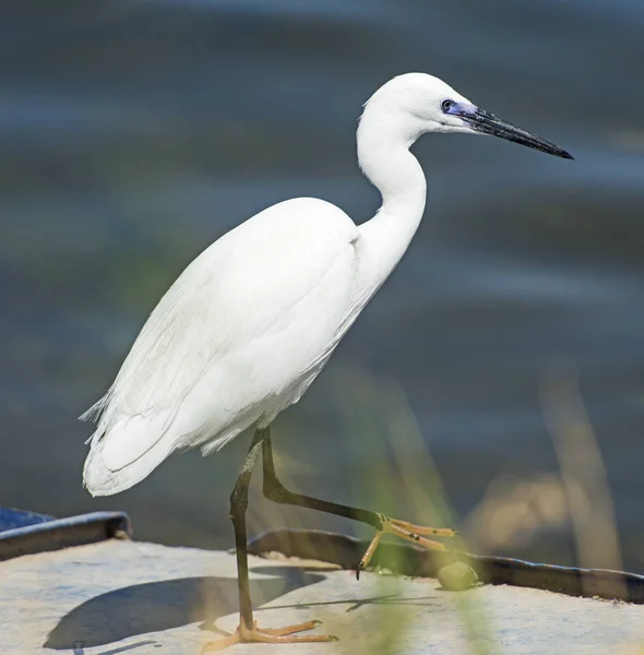 Little egret stood on wall of river bank — Stock Photo, Image