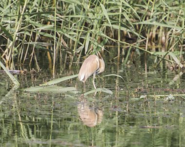 Bir çim reed üzerinde tünemiş alaca balıkçıl
