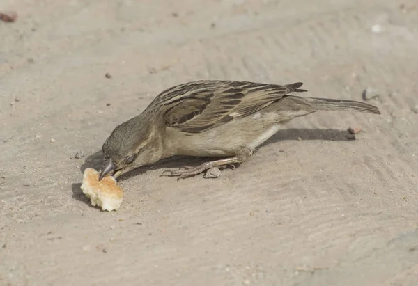 Common house sparrow feeding on bread — Stock Photo, Image
