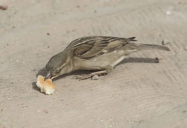 Moineau domestique commun se nourrissant de pain — Photo