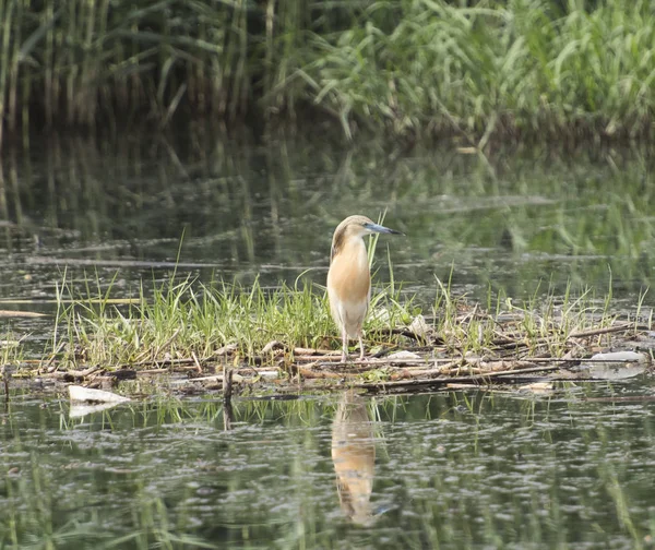 Héron squacco perché sur un radeau flottant de roseaux d'herbe — Photo