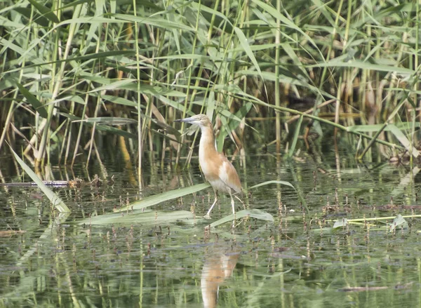 Squacco heron perched on a grass reed — Stock Photo, Image