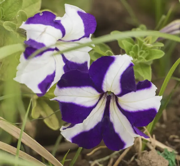 Primo piano di un fiore viola e bianco pansy — Foto Stock