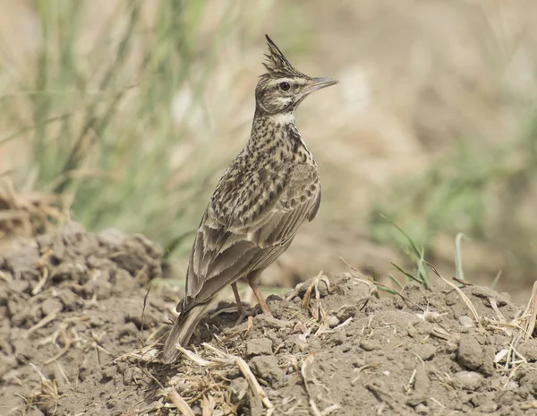 Crested lark stood in rural field meadow — Stock Photo, Image