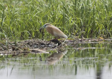 Bir çim reed üzerinde tünemiş alaca balıkçıl
