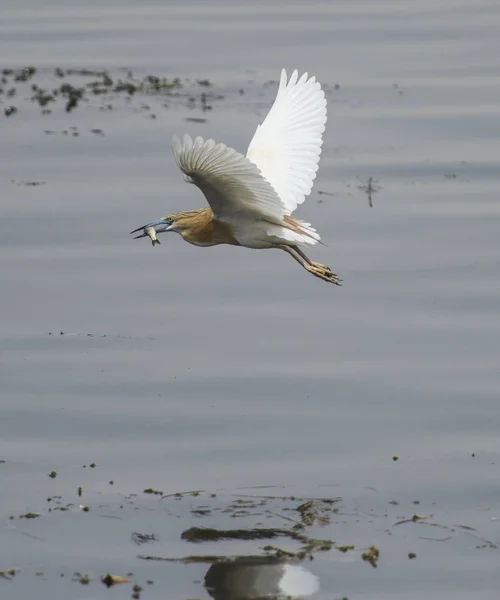 Squacco 鹭飞过河流水 — 图库照片