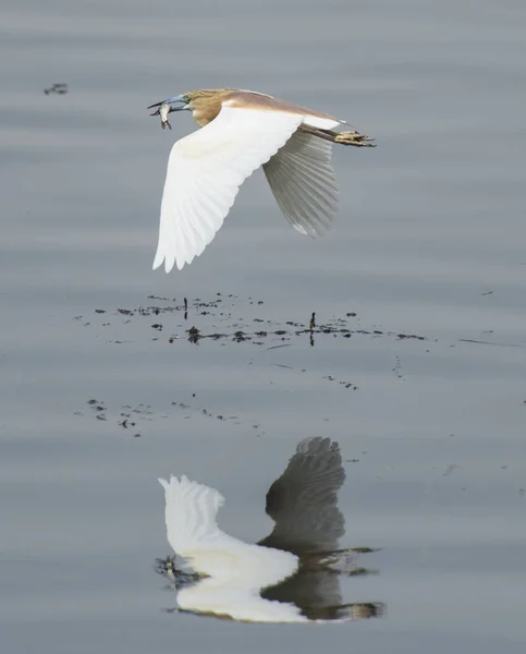 Squacco 鹭飞过河流水 — 图库照片