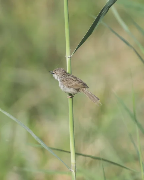 Reed warbler Clamourosas empoleiradas em juncos — Fotografia de Stock