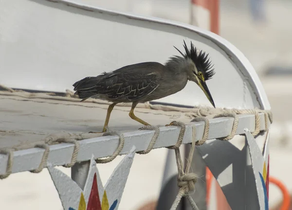 Striated heron perched on top of a river boat — Stock Photo, Image