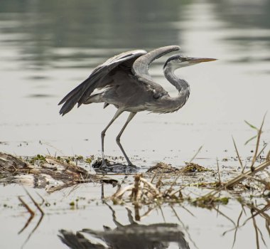 Gri balıkçıl nehir bitkilerde tünemiş