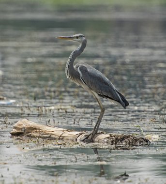 Gri balıkçıl nehir ahşap günlüğüne tünemiş