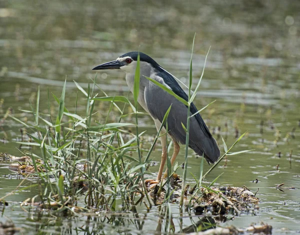 Reiher hockt auf Pflanzen im Fluss — Stockfoto