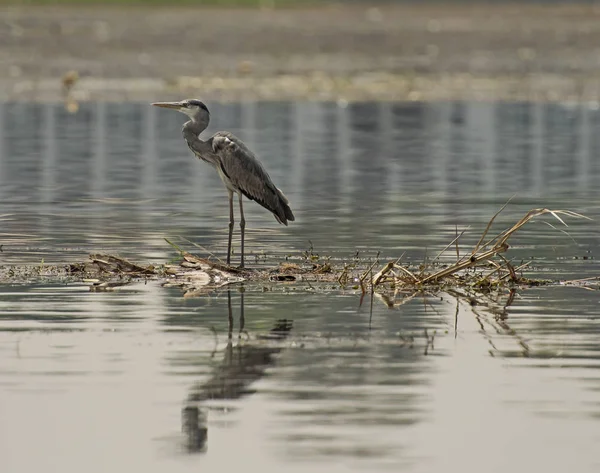 Grey heron perched on plants in river — Stock Photo, Image