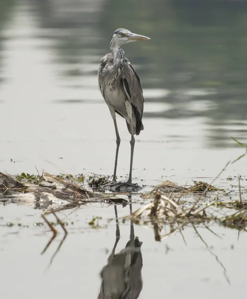 Garza gris posada sobre plantas en el río —  Fotos de Stock