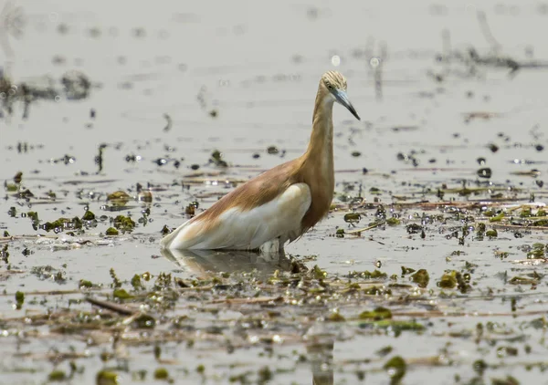 Squacco heron neergestreken in water op gras riet — Stockfoto