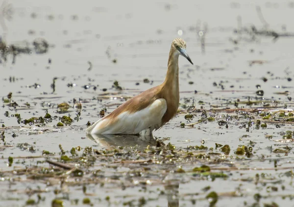 Reiher hockt im Wasser auf Schilf — Stockfoto