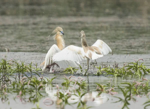 Par de garças squacco lutando na água em juncos de grama — Fotografia de Stock