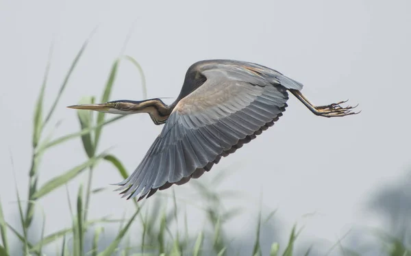 Grey heron in flight — Stock Photo, Image