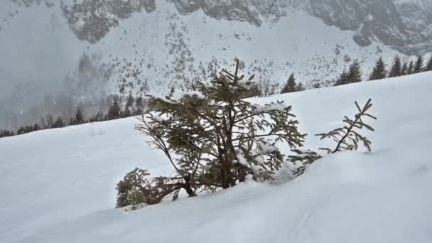 Panoramablick über einen verschneiten Hang mit jungen Kiefern — Stockvideo