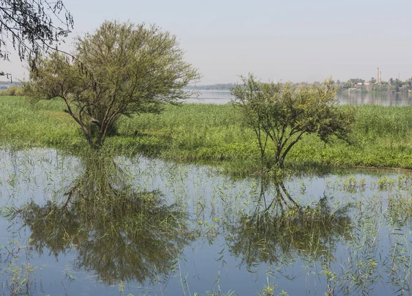 Árboles en prado inundado con reflejo —  Fotos de Stock