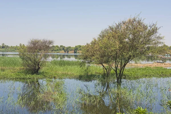 Trees in flooded meadow with reflection — Stock Photo, Image