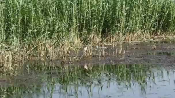 Sailing along a grass reed bed on large river with squacco heron — Stock Video