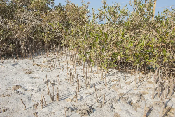Mangrowe roślin z korzeniami na piaszczystej plaży — Zdjęcie stockowe