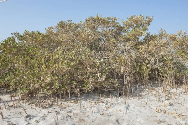 Mangrove växter med rötter på sandstrand — Stockfoto