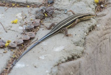 Mavi kuyruklu skink kertenkele bir kaya duvarı üzerinde