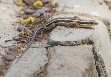 Mavi kuyruklu skink kertenkele bir kaya duvarı üzerinde