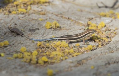 Mavi kuyruklu skink kertenkele bir kaya duvarı üzerinde