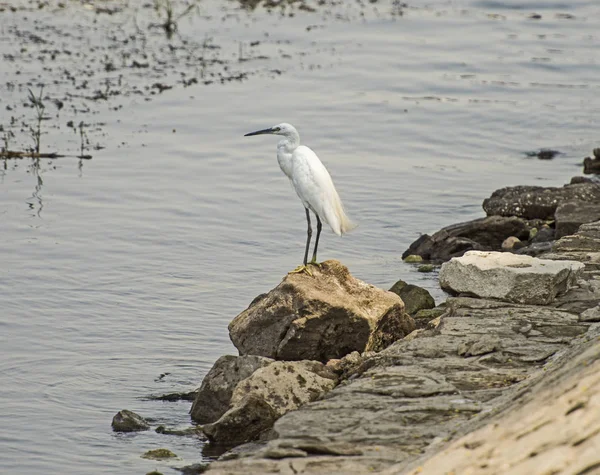 Silkeshägern stod på klippa vid flodstranden — Stockfoto