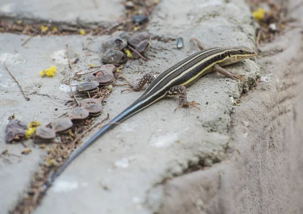 Blue-tailed lagarto skink em uma parede de rocha — Fotografia de Stock