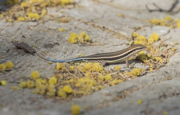 Blue-tailed skink lizard on a rock wall — Stock Photo, Image
