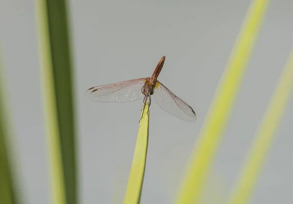 Rood geaderde heidelibel dragonfly close-up zat op blad varenblad — Stockfoto