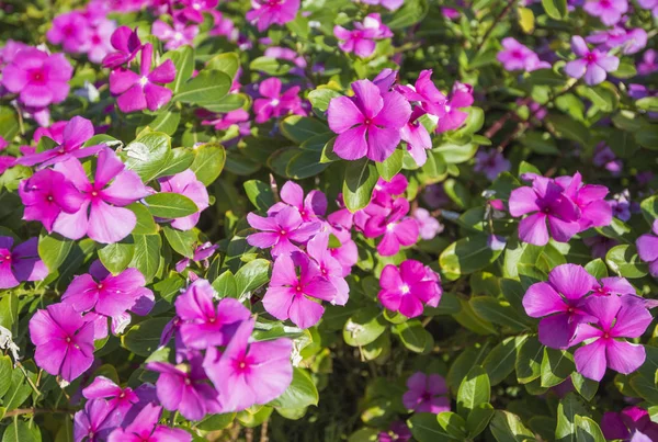 Ornamental rosa periwinkle floração planta em um jardim formal — Fotografia de Stock