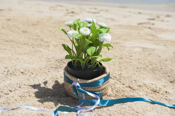 Daisy planta em vaso com fita em uma praia tropical — Fotografia de Stock