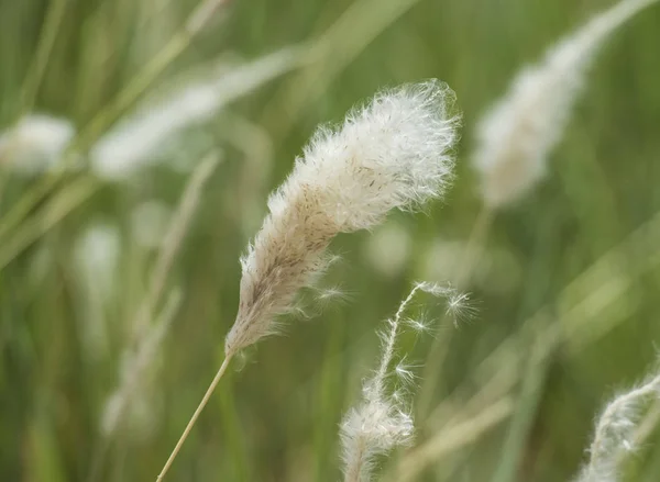 Närbild av bomull gräs utsäde huvud — Stockfoto