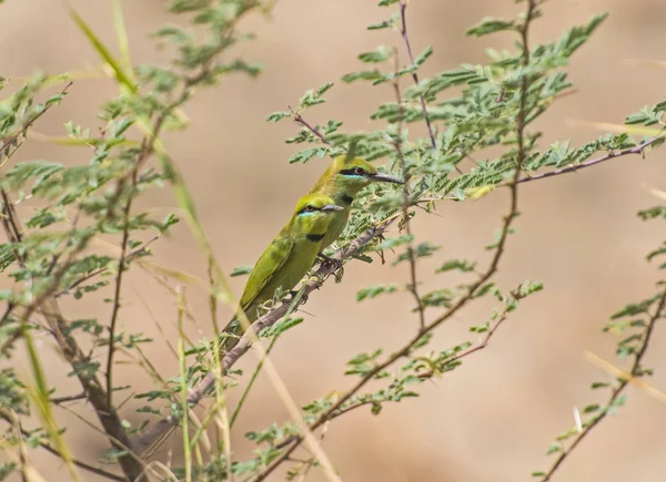 Levrek üzerinde küçük yeşil bee-eaters çifti — Stok fotoğraf