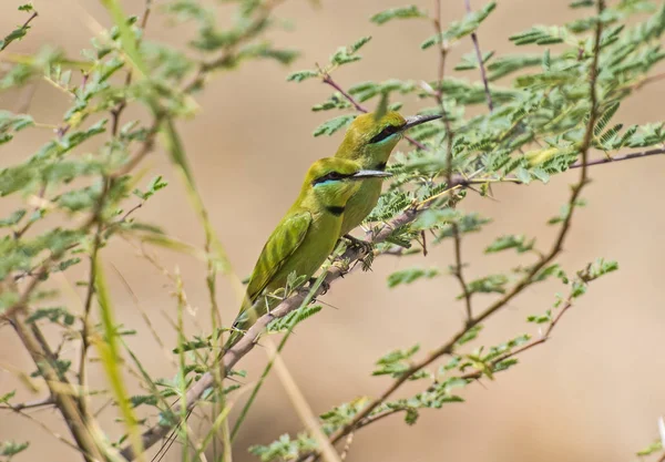 Paire de petits mangeurs d'abeilles verts sur la perche — Photo