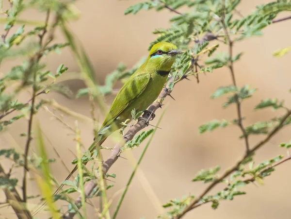 Little green bee-eater on perch — Stock Photo, Image